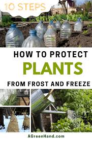 We did not find results for: How To Protect Plants From Frost And Freeze A Green Hand