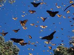Buy flock of butterflies by tekoew on videohive. Wonder Of Science On Twitter A Group Of Butterflies Is Called A Kaleidoscope
