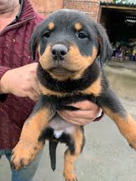You have to look beyond to find current owners. Puppies For Sale Mn Facebook Guide At Puppies Api Ufc Com