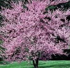 Single specimen in the lawn, in a row along a property line or a. 7 Zone 5 Flowers Trees Ideas Planting Flowers Plants Outdoor Gardens
