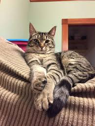Cat food reviews for 3000+ wet and dry cat food products from 180+ brands. My Cat Was Killed By Coyotes On Saturday At 6 30 Am Petloss