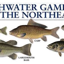 Freshwater Fish Chart