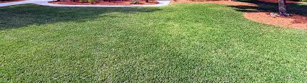 Amazing company, super affordable and professional. Lawn Mowing Service Orange Park Florida Yard Care Lawn Care Company Near Me