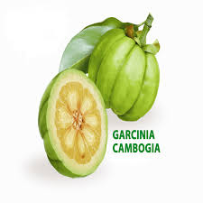 This super fruit has a long history and is used in many traditional asian dishes for its sour flavor. Halal Garcinia Cambogia Fruit Extract 90 Hca For Weight Loss Buy Garcinia Cambogia Fruit Extract Garcinia Cambogia Extract Hca Halal Garcinia Cambogia Extract Product On Alibaba Com