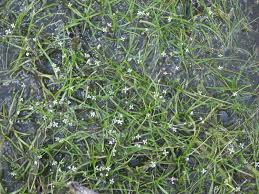 Image result for Subularia