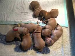 White, cream, light depositors receive notifications of litters when they are born. Reilly S Pazzo S Newborn Golden Retriever Puppies Born 7 25 12 Youtube