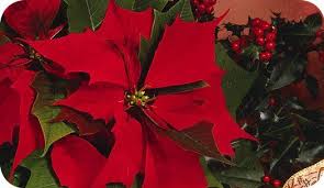 Poinsettia Christmas Flower Meanings Flower Meanings Poinsettia Flower Mandala