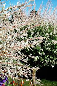 This color dappled willow displays good winter interest with red stems that disperses with the landscape. Tri Color Willow Tree For Sale Online The Tree Center