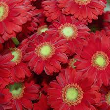 These thoughtful and romantic valentine's day gifts for her are perfect for your girlfriend, wife, mom, or friend, and will make her feel the love then and beyond. The Top 10 Most Romantic Flowers For Valentine S Day 2019