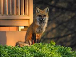 We have a massive amount of desktop and mobile each wallpaper can be downloaded to fit virtually any device, whether it's a computer or a mobile. Brown Fox Cool Fox Brown Hd Wallpaper Peakpx