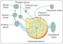 This page is made for those who don't know how to pronounce areola in english. Areola Plural Pronunciation