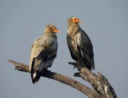 The egyptian vulture (neophron percnopterus) belongs to the family accipitridae. A Dinosaur A Day Neophron Percnopterus