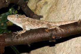 They also have very long tongues. Anolis Barbatus Wikipedia