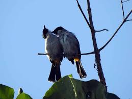 Maybe you would like to learn more about one of these? Foto Burung Kutilang Radea