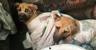 An investigative report into the trade of dog meat in Indonesia. #ProtectMillions – a FOUR PAWS campaign to end the dog and cat meat trade in Southeast Asia