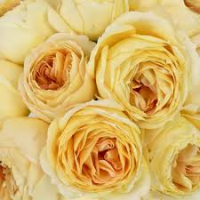 Country walk yellow flowers walks herbs peace memories garden plants color. Pale Yellow Flowers Fiftyflowers