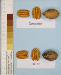 The pollen is blown from male flowers called catkins to female flowers called nutlets. Pecan Varieties For Georgia Orchards Uga Cooperative Extension
