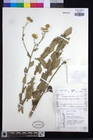 Image result for Anisopappus chinensis