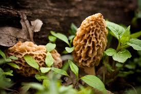 How long to soak morels before cooking? Gourmet Lovers On The Hunt For Turkey S Prized Morel Mushrooms Daily Sabah