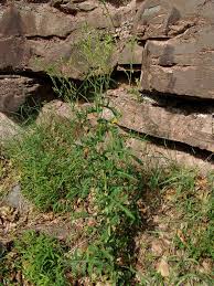 Image result for Lactuca imbricata