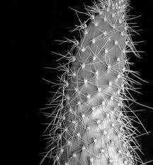 The second best result is rebeca m romero age 70s in miami, fl in the tamiami neighborhood. Untitled Rebeca Romero Flickr