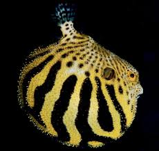 Saudi Caves Saudi Arabia Sea Creatures Saudi Arabia Animals