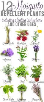 12 Awesome Mosquito Repellent Plants That Will Make You Go Outside Again Mosquito Repelling Plants Plants That Repel Bugs Mosquito Plants