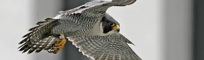 O pássaro simboliza a inteligência, a sabedoria, a leveza, o divino, a alma, a liberdade e a amizade. Falcao Peregrino