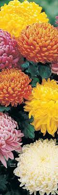 Chrysanthemum November Flower November Flower Chrysanthemum Flowers