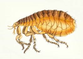 Fleas found in human hair can lead to the following symptoms: How To Get Rid Of Fleas On Humans Detailed Guide