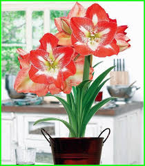 Check spelling or type a new query. Nama Bunga Foto Foto Makna Dan Artinya Lengkap Ekor9 Com