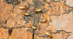 Termites cause about 5 billion dollars in property damage yearly. Repairing Damage After A Termite Invasion Pointe Pest Control