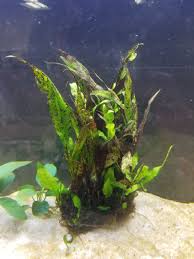 Check spelling or type a new query. Java Fern Spotting Question My Aquarium Club