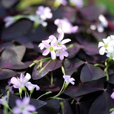 Image result for Oxalis obliquifolia