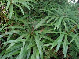 Image result for Oleandra