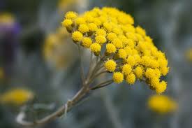 In natura esiste un numero infinito di fiori gialli, presenti in moltissime specie erbacee. Il Profumo Del Mediterraneo
