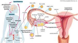 Ovary Animal And Human Britannica