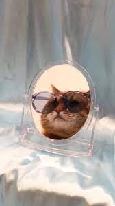 Wallpaper Cute Animal Photos Cat Aesthetic Cute Baby Cats