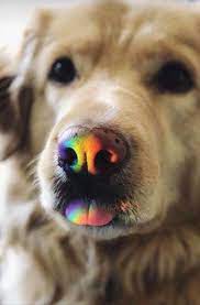 Vsco Happy Pride Month Rileynicholss4 Cute Baby Dogs Cute Animals Cute Animal Photos