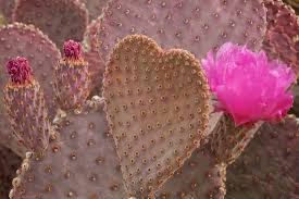 Beautiful for birthdays, baby showers, bridal showers and more. Fine Art Nature And Abstract Photography By Byron Jorjorian Photography Cactus Flower Cactus Cactus Flowers