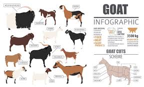 89 ads for cattle for sale in adopt livestock & poultry in south africa. The Goat Breed Guide The Happy Chicken Coop