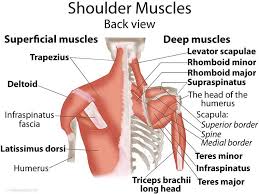 Three bones come together at the shoulder joint. Shoulder Anatomy Muscles Anatomy Drawing Diagram