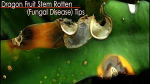 One of my golden dragonfruit cacti died that i've been picking fruits daily from (was fully grown) and i had to revive it with a miraculous treatment/pay the farmer to look after it again. Dragon Fruit Rust How To Treat And Identify Max Van Heerden Dragon Fruit South Africa By Dragon Fruit South Africa Community Program