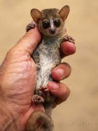 Russet Mouse Lemur Held In Hand To Show Small Size Kirindy Madagascar Photographic Print Pete Oxford Allposters Com Unusual Animals Baby Animals Lemur