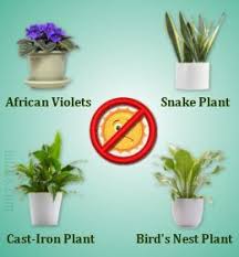 It prefers humid climates, so try it in a bathroom or kitchen. Guide To Indoor Houseplants That Can Survive With Little Sunlight Gardening In Motion Plants Indoor Plants Bathroom Plants