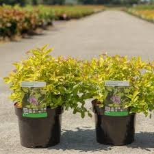 Image result for spirea japonica gold princess