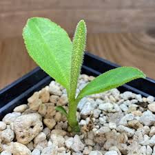 Image result for Monadenium pseudoracemosum