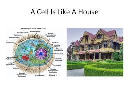 Surrounds the house and keeps the house protected. Cell Organelles Sonya Emery Chemistry Period 2 The
