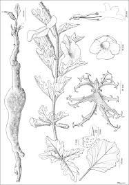 Image result for Harpagophytum zeyheri