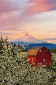 Just be sure to drive south this time on oregon 35, so you can see the gray. Hood River Fruit Loop Oregon Spring Blossoms Sunrise Is A Photograph By Ryan Manuel Sunrise In The H Visit Oregon Country Landscaping Hood River Fruit Loop